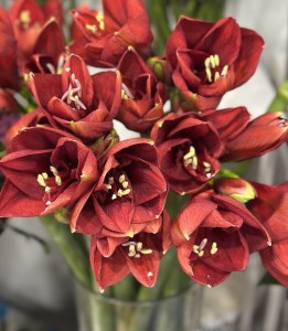 Амариллис 1